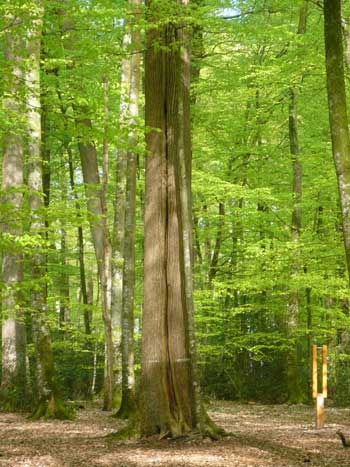 Filas de robles altos y frondosos en un bosque en el Valle del Loir