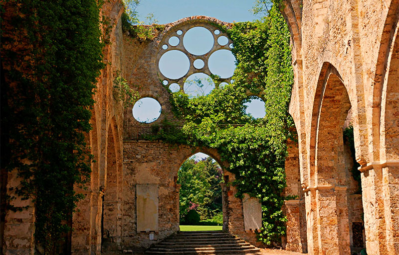 Ruinas de piedra de una abadía, hiedra que crece a través del marco de una ventana rosa vacía