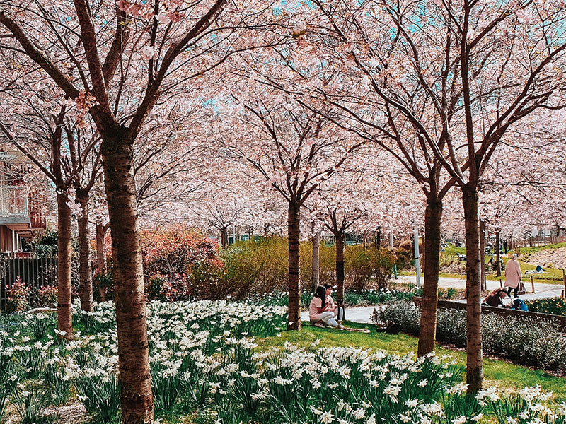 Flor de cerezo en Parc Martin Luttering, París