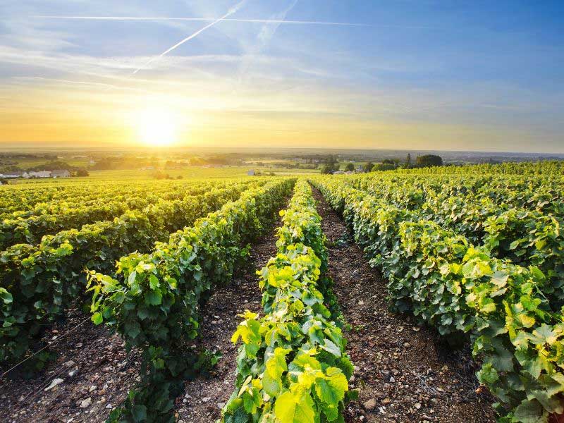 Puesta de sol sobre un viñedo, Beaujolais, Borgoña