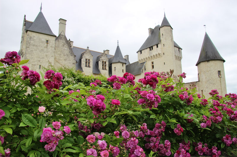 Rosas que crecen en abundancia al pie del Chateau du Rivau, Loire