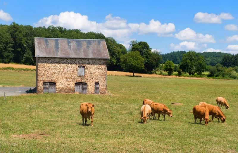 Vacas en un campo de hierba verde, bosques a lo lejos, una pequeña casa de piedra al fondo en Limousin