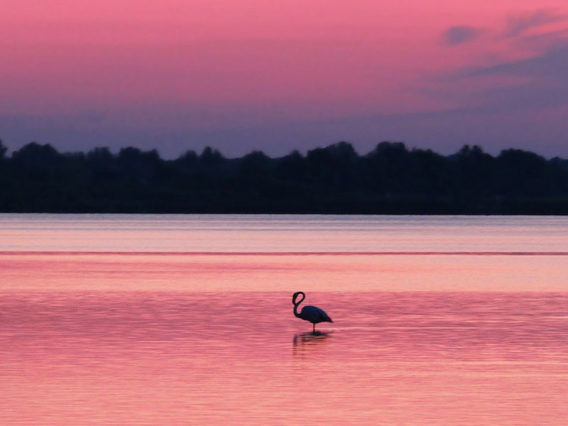 Puesta de sol sobre un lago en la Camarga y pesca de un flamenco rosa