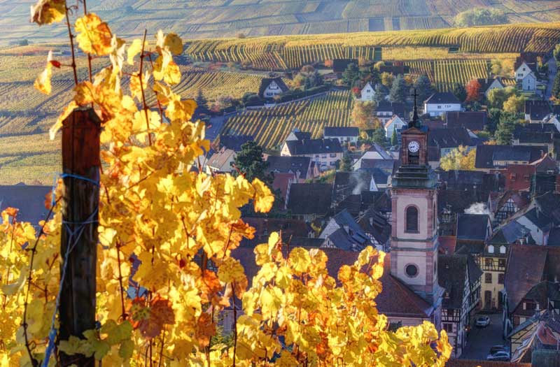 Viñedos en la ruta del vino de Alsacia, hojas doradas en otoño