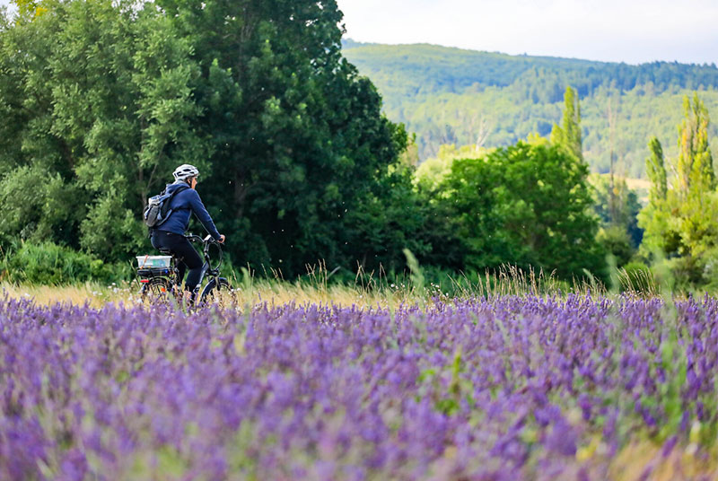 Paseo en bicicleta de grava por los campos de lavanda de Vaucluse 
