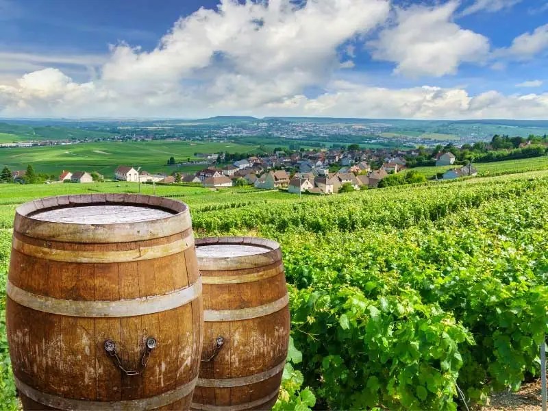 Vistas de los viñedos de Champagne cerca de Reims Champagne, barriles arbolados contra vides verdes