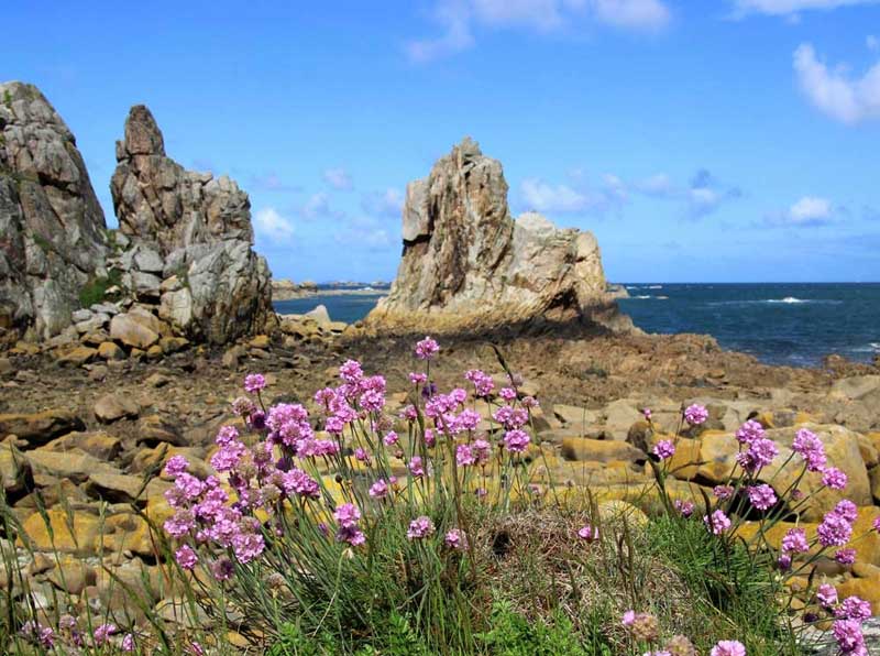 Flores silvestres que crecen entre rocas y cantos rodados en la costa de granito rosa de Bretaña