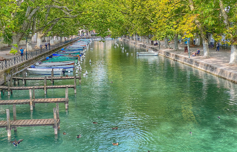 Aguas claras de un canal en Annecy, patos flotando bajo la sombra de los árboles