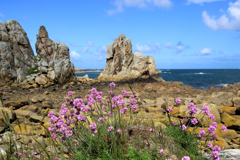 Enormes bloques de granito salpican la costa de Granito Rosa de Bretaña, flores silvestres y un mar azul profundo