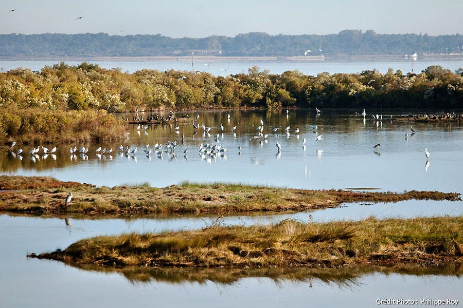 Santuario de aves del Teich en el parque natural de las Landas de Gascuña 