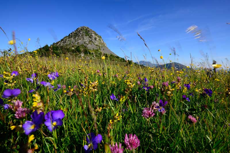 Precioso prado lleno de flores de colores en Ardèche