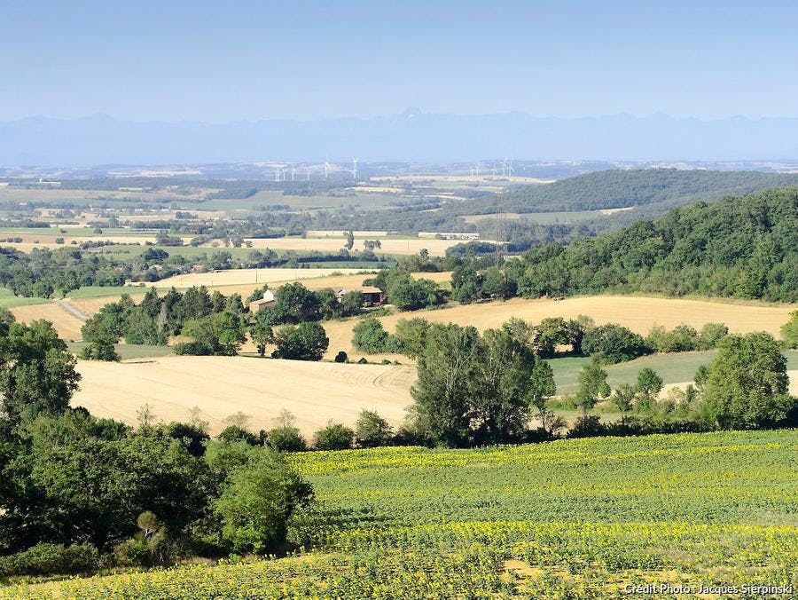El campo del Lauragais: campo de girasoles, trigo y la cadena de los Pirineos (Saint-Felix-Lauragais) 