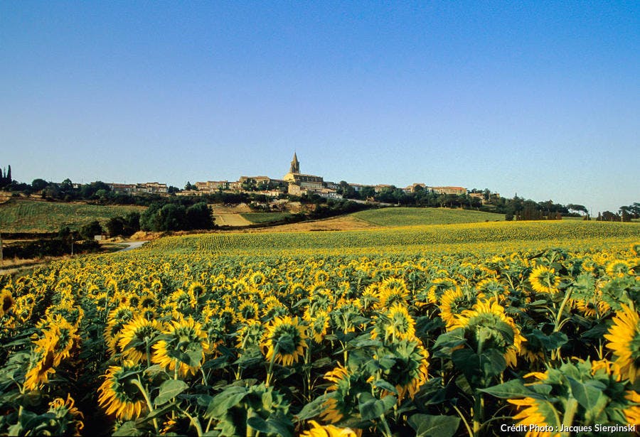 Campo de girasoles alrededor de Saint-Felix-Lauragais, en Alto Garona (Occitania)