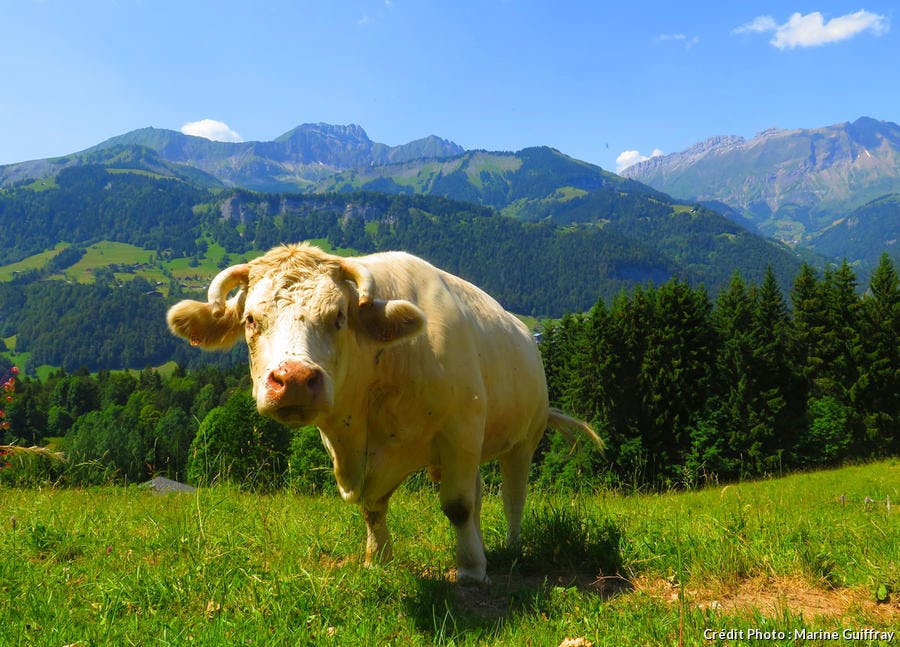 Vaca en las montañas de Val d'Arly  