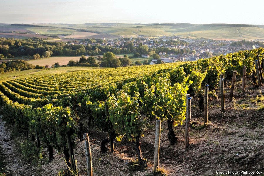 El viñedo de Chablis, en Borgoña
