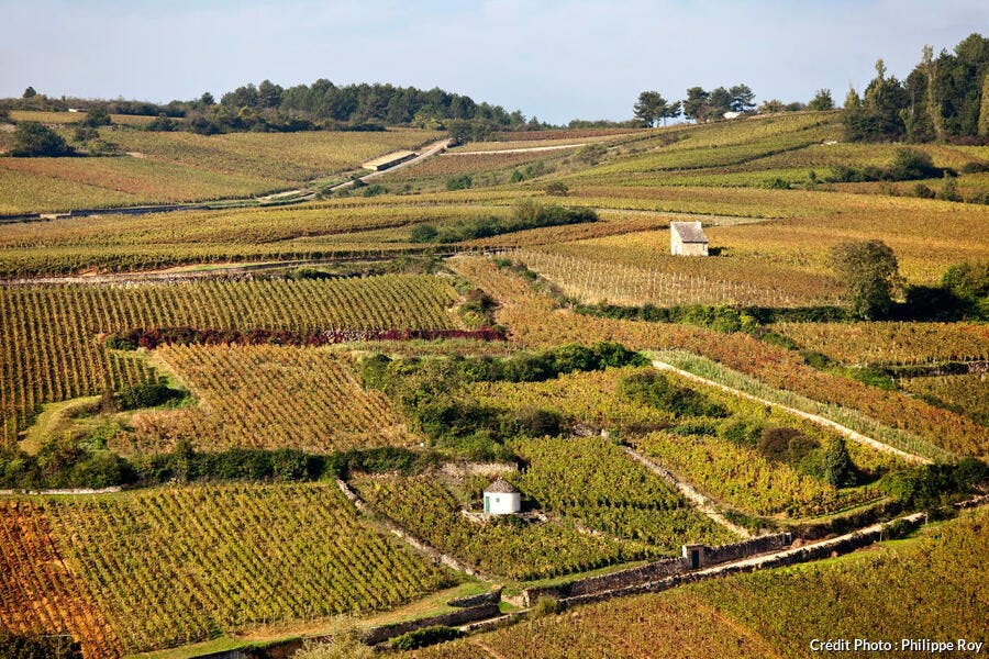 El viñedo Pommard, en Borgoña 