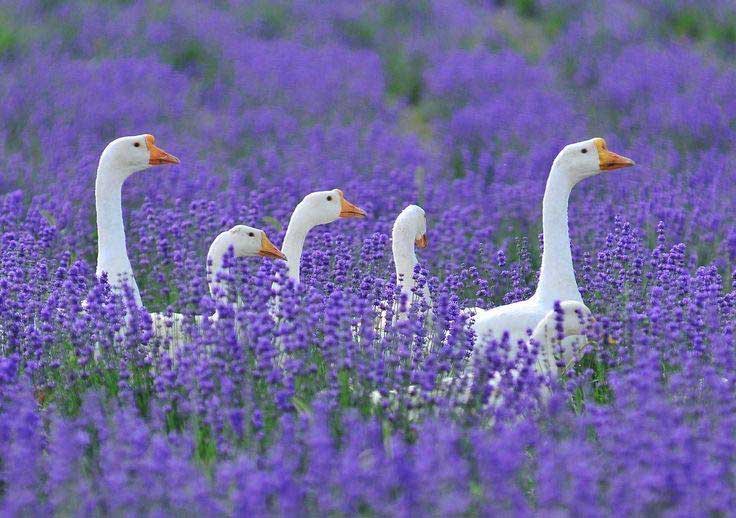 5 gansos blancos retozando en un campo de lavanda en Provenza
