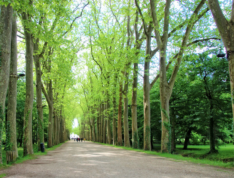 Árboles muy altos bordean una avenida majestuosamente ancha que conduce al castillo de Chenonceau.