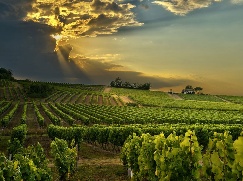Puesta de sol sobre los viñedos de Bergerac, Dordoña
