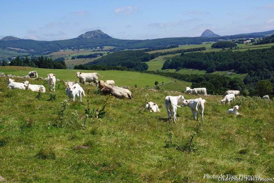 paisaje de jugos y vacas