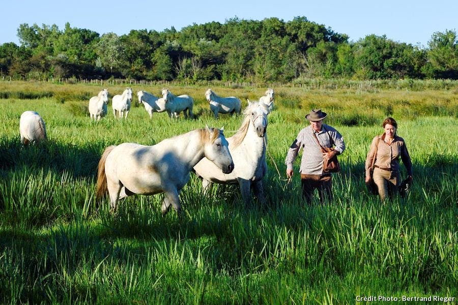 Pastores y caballos de Camarga 
