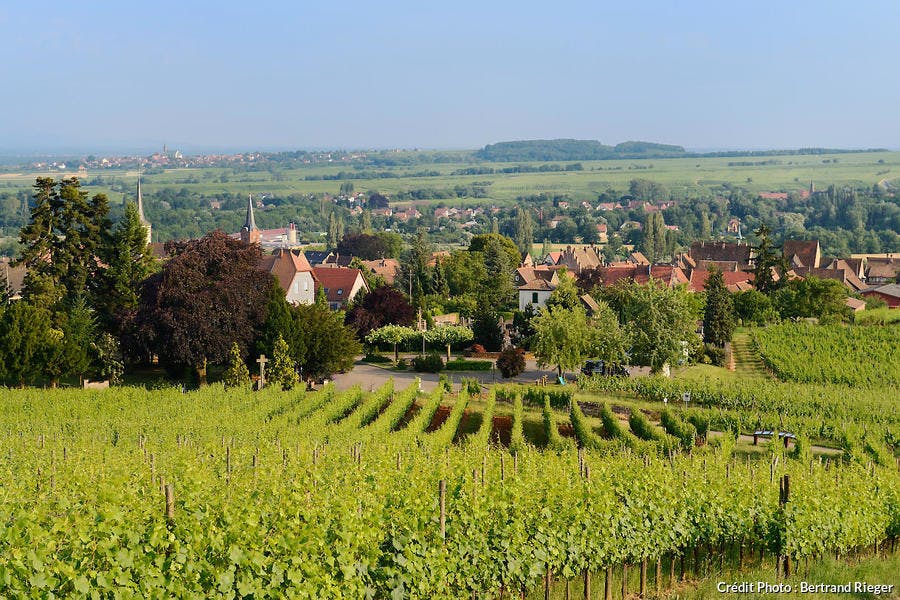 El viñedo Mittelbergheim, en Alsacia 