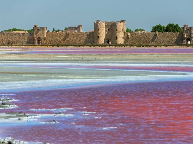 Lagos rosados ​​en Aigues-Mortes, causados ​​por depósitos de sal, al fondo, un antiguo fuerte de piedra