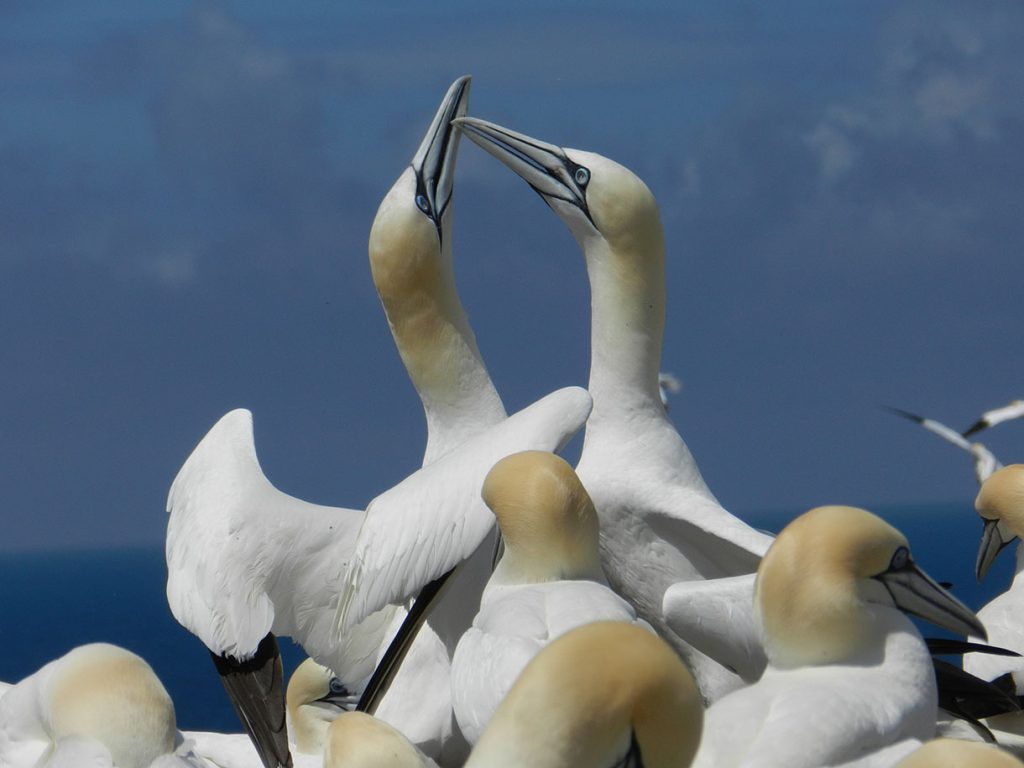 Las aves más bellas de la Reserva de Sept-Îles