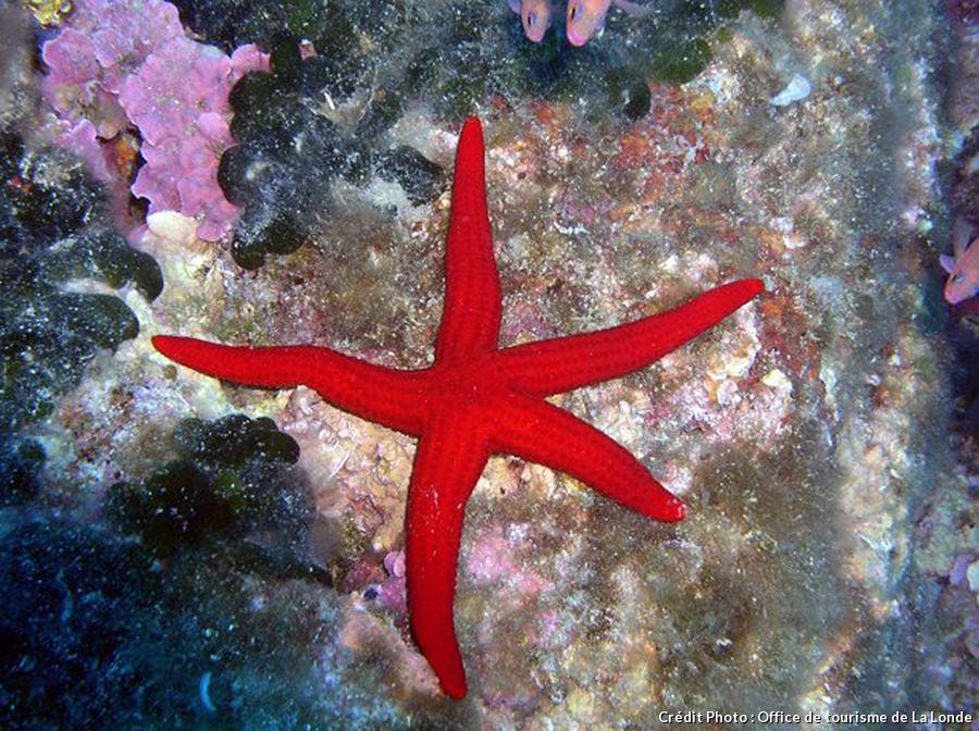 Estrella de mar roja en Londe-les_maures 