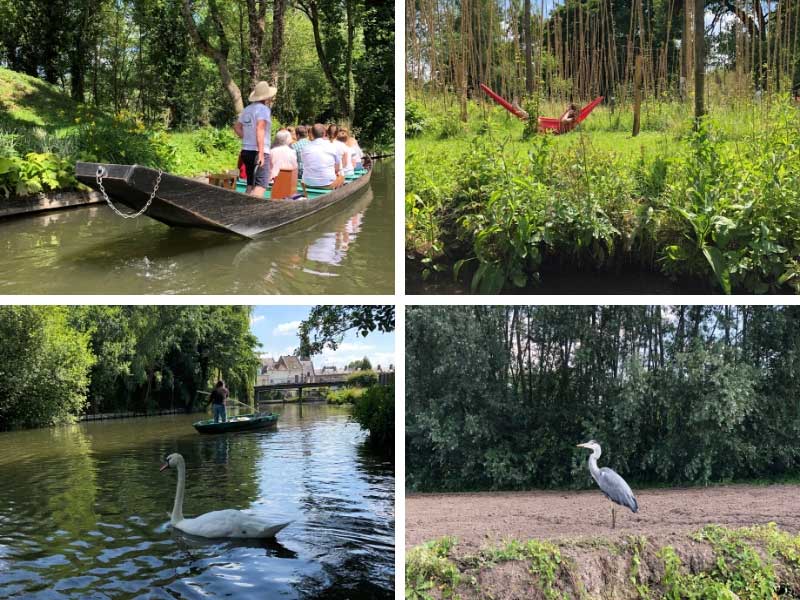 Cisne y garza en los jardines flotantes de Amiens, vida salvaje en la ciudad