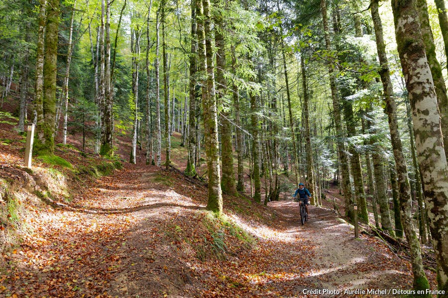 El Bosque de Iraty en el País Vasco 