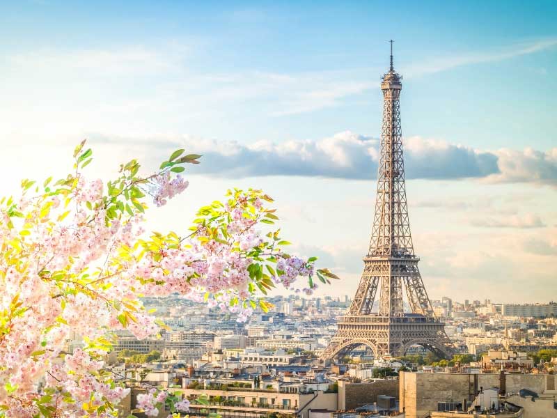 Cerezos en flor en París, la Torre Eiffel al fondo