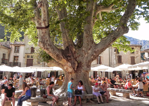 saint-guilhem-le-desert-150-year-old-tree-in-centre