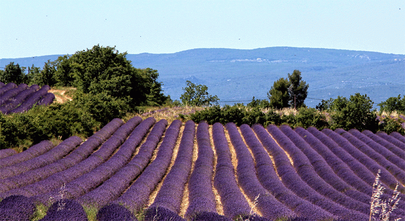 Campo de lavanda en Provenza, flores de color púrpura intenso bajo un cielo azul, la montaña de Ventoux al fondo