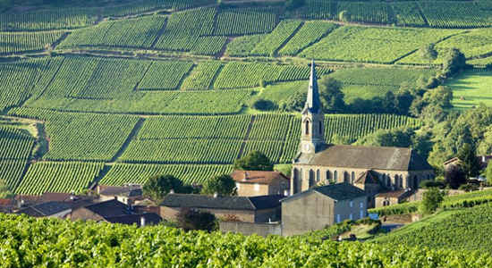 vineyards burgundy