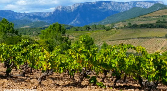Las colinas rocosas de la Garrigue Languedoc Rosellón