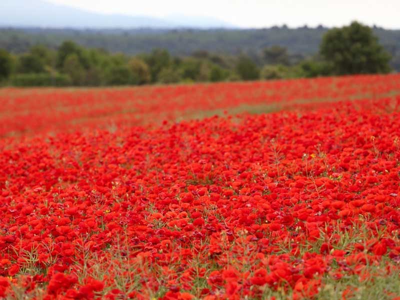 Campo de amapolas en Provenza, cada centímetro lleno de amapolas rojas en flor