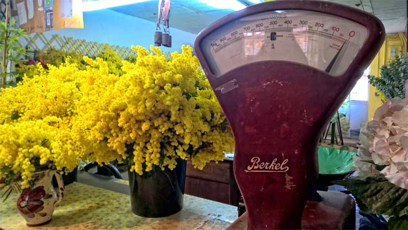 Flores de mimosa para la venta, medidas en peso en una antigua báscula, Provenza