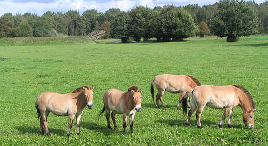 Los últimos caballos salvajes en Francia