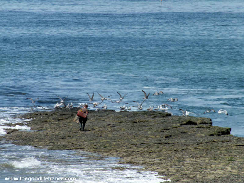 pescador de la costa de ópalo