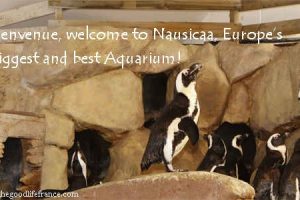 Entre bastidores del Acuario Nausicaa: ¡las peceras más grandes de Europa!