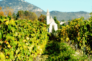 Los viñedos de Niza, sur de Francia.