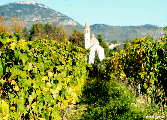 Los viñedos de Niza, sur de Francia.